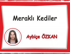 Meraklı Kediler Sınıfı